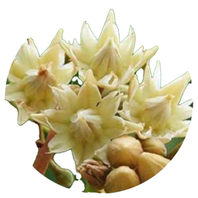 Global Bakul/Bud Flower Seeds - 20 Pcs image