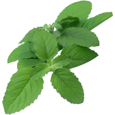 Global Basil / Tulsi Seeds - 15 Pcs image