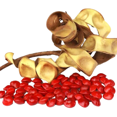 Global Blood Sandalwood Tree Seeds - 5 Pcs image