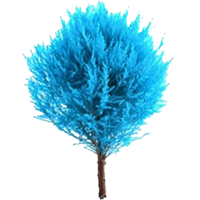 Global Blue Cypress Tree Seeds - 5 Pcs image