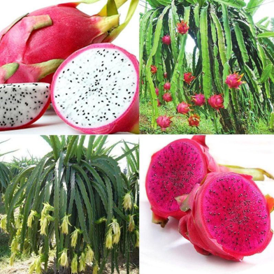 Global Bonsai Pitaya Fruit Tree 10pcs Seeds image