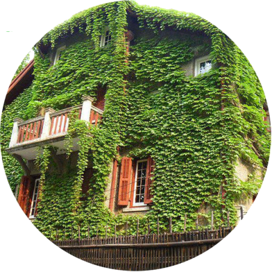 Global Boston Ivy Climbing Creeper Flower 20 Pcs Seeds image