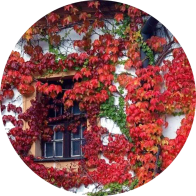 Global Boston Ivy Climbing Red Creeper Flower 20 Pcs Seeds image