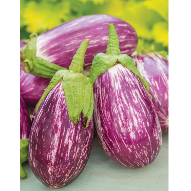Global Brinjal 20 Pcs Seeds image