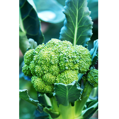 Global Broccoli 20 Pcs Seeds image