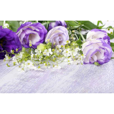 Global Camellia - 20 Pcs Seeds image