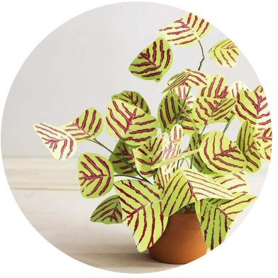 Global Christia Vespertilionis Mixed Bonsai Seeds - 50 Pcs image