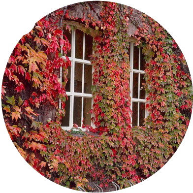 Global Climbing Red Creeper Flower Seeds - 10 Pcs image