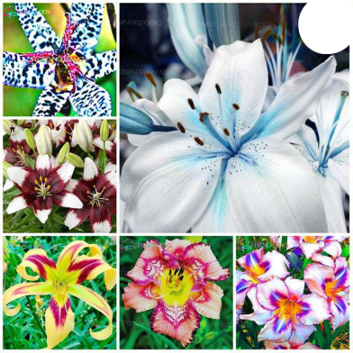 Global Colored Lily Of Valley Flower 20 Pcs Seeds image