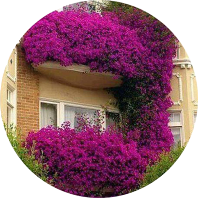 Global Colorful Climbing Bougainvillea 20 Pcs Seeds image