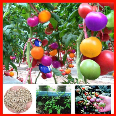 Global Colourful Rainbow Tomato Bonsai 20 Pcs Seeds image