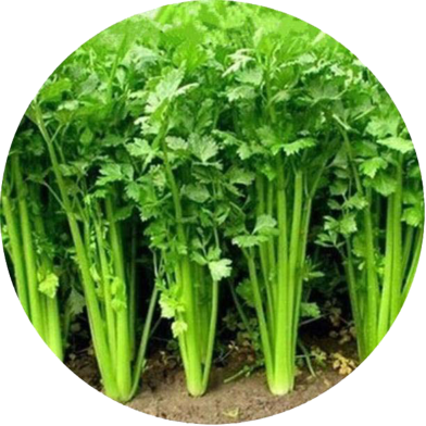 Global Dhoniya Pata Seeds - 50 Pcs image