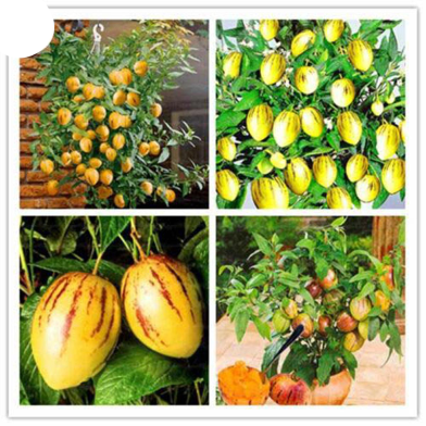 Global Dwarf Rare Mini Sweet Melon Seeds - 10 Pcs image