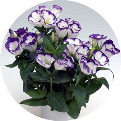 Global Eustoma Flower Bonsai Seeds - 10 Pcs image