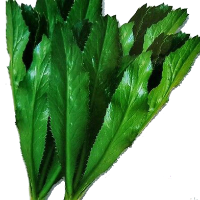 Global Garden Bean Seeds - 5 Pcs image