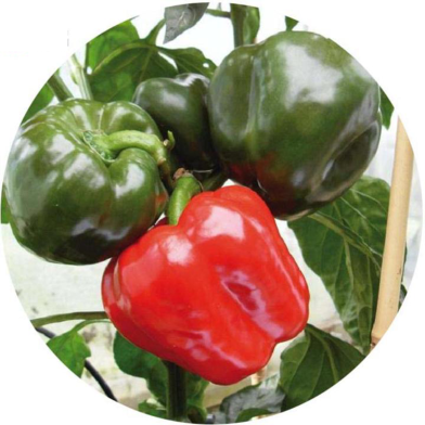 Global Green Capsicum Seeds - 20 Pcs image