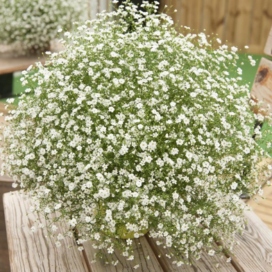 Global Gypsy Flower Seeds - 100 Pcs image