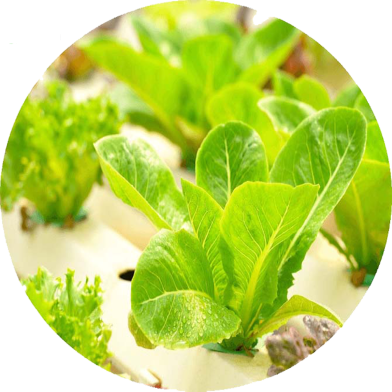 Global Imported Lettuce Seeds - 100 Pcs image