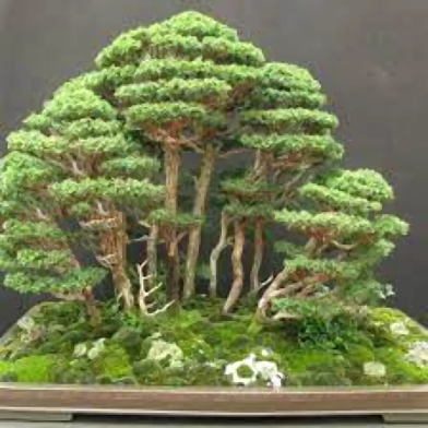Global Juniper Tree Bonsai 30 Pcs Seeds image