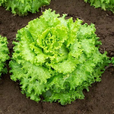 Global Lettuce Seeds - 100 Pcs image