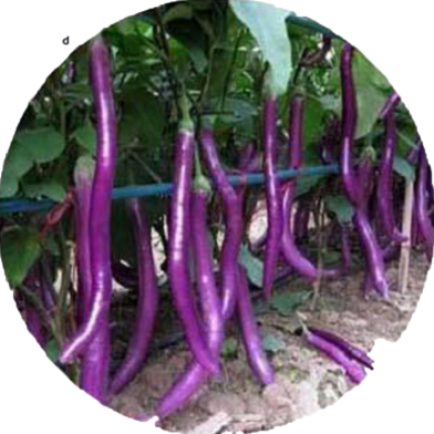 Global Long Brinjal Seeds - 10 Pcs image