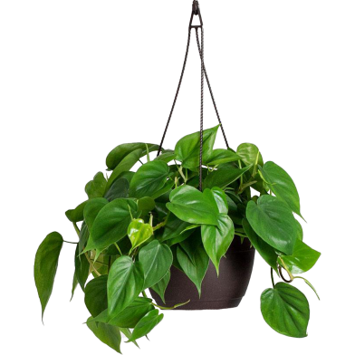 Global Mix Philodendron Bonsai Seeds - 50 Pcs image