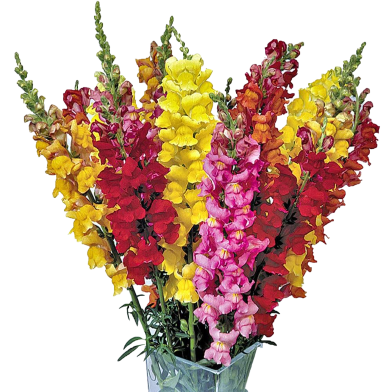 Global Mixed Antirrhinum Flowers Seeds - 20 Pcs image