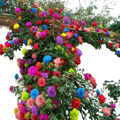 Global Mixed Color Rose Flower - 30 Pcs Seeds image