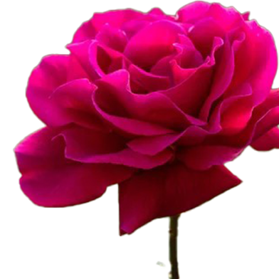 Global Mixed Rose Seeds - 30 Plus image