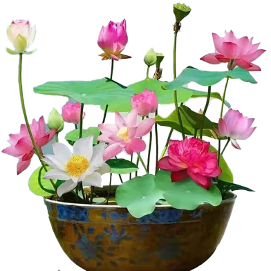 Global Mixed Zephyranthes Flower Bonsai Seeds - 10 Pcs image