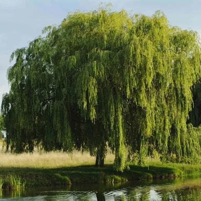 Global Organic Weeping Tree 10 Pcs Seeds image