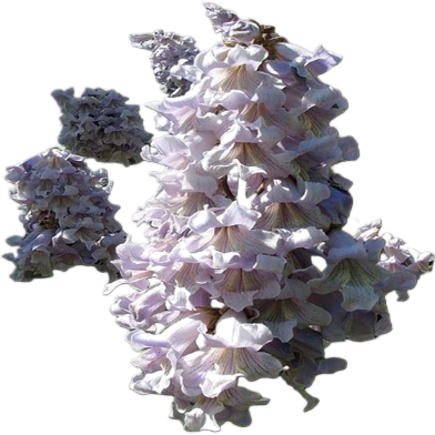 Global Paulownia Tree - 10 Pcs Seeds image