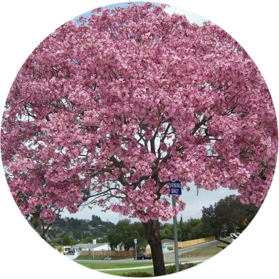 Global Pink Sakura Tree 10pcs Seeds image