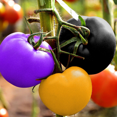 Global Rainbow Tomato Bonsai Seeds - 20 Pcs image