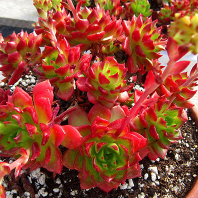 Global Rare Sedeveria Letizia Cactus Seeds - 15 Pcs image