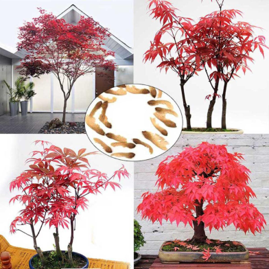 Global Red Mini Bonsai Seeds - 50 Pcs image