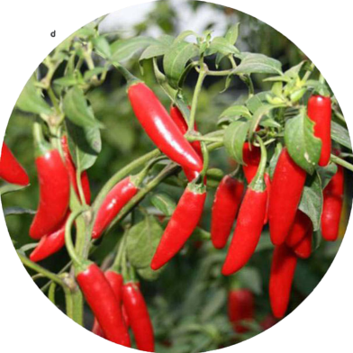 Global Red Spicy Chili Seeds - 20 Pcs image