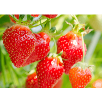 Global Red Strawberry Seeds - 30 Pcs image
