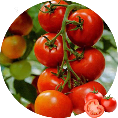 Global Red Tomato Bonsai Seeds - 30 Pcs image