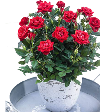 Global Roses Flower Seeds - 30 Pcs image