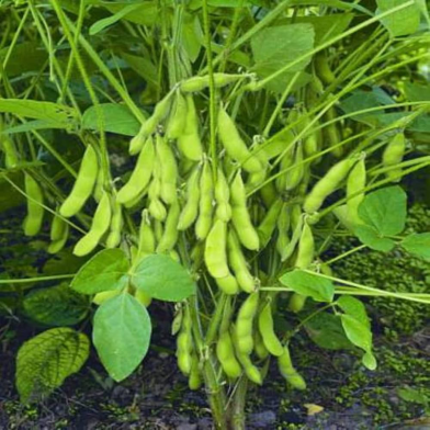 Global Soybean Tree 30 Pcs Seeds image