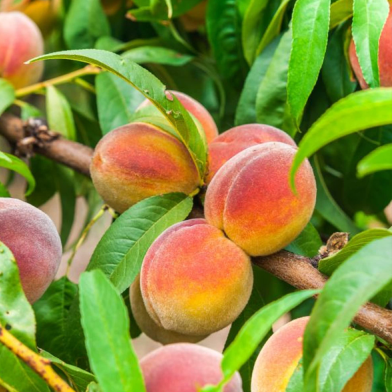 Global Sweet Peach Fruit Tree Seeds - 3 image
