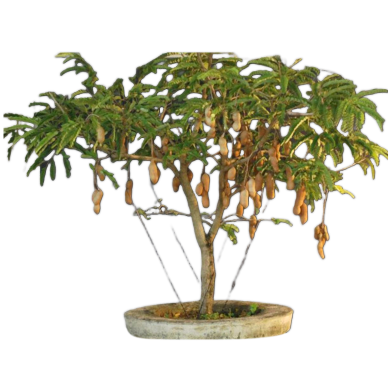 Global Sweet Tamarind Tree 10pcs Seeds image