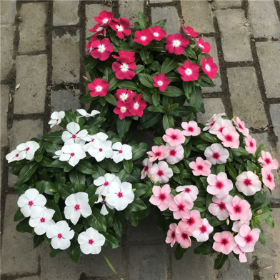 Global Vinca Flower 20 Pcs Seeds image