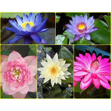 Global Water Lily Bonsai Seeds (Lotus) Seeds image