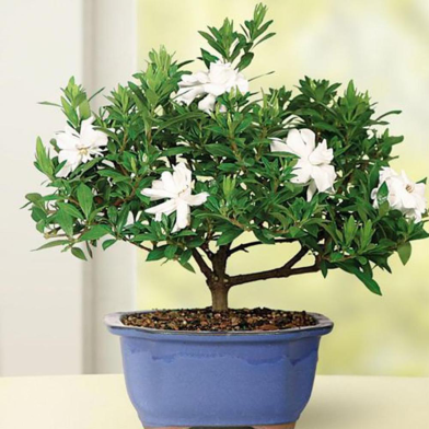 Global White Camellia Flower Bonsai Seeds - 20 Pcs image