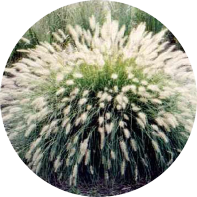 Global White Grass Bonsai 100 Pcs Seeds image