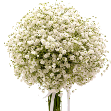 Global White Gypsy Flower Seeds - 100 Plus Pcs image