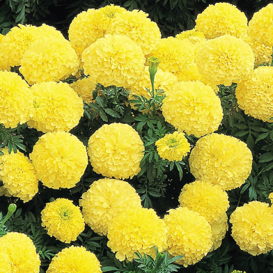 Global Yellow Marigold Flower - 15 Pcs Seed F2 Hybrid image