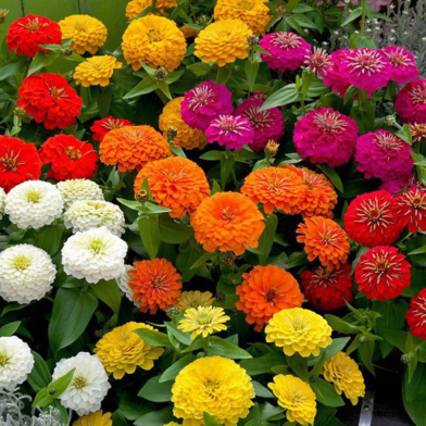Global Zinnia Flower Seeds - 20 Pcs image